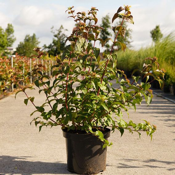 Diervilla rivularis 'Kodiak Black'