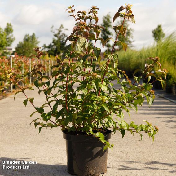 Diervilla rivularis 'Kodiak Black'