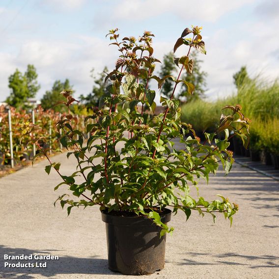 Diervilla rivularis 'Kodiak Black'