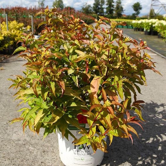 Diervilla rivularis 'Kodiak Orange'