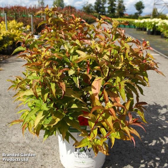 Diervilla rivularis 'Kodiak Orange'