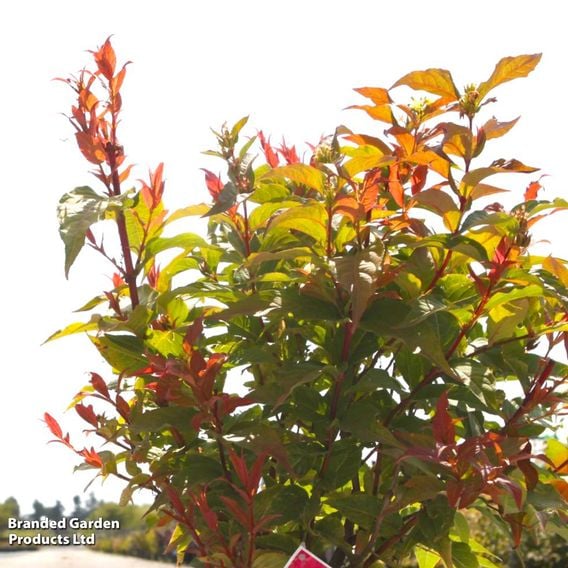 Diervilla rivularis 'Kodiak Orange'