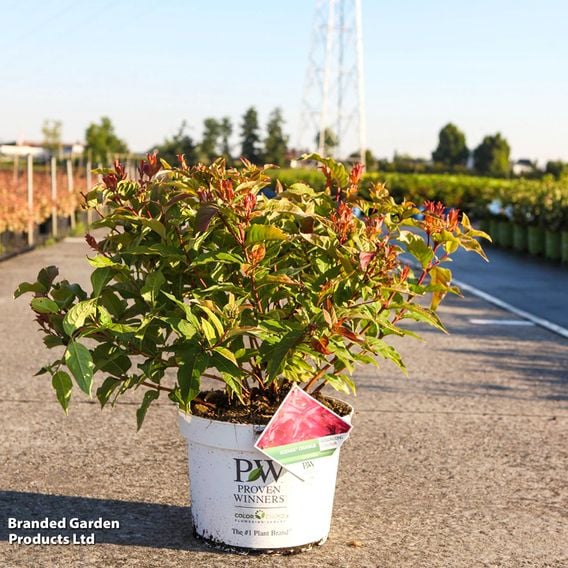 Diervilla rivularis 'Kodiak Orange'