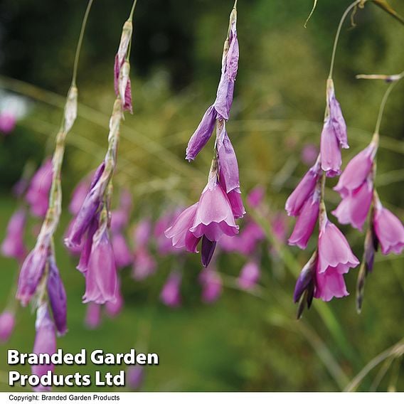 Dierama pulcherrimum