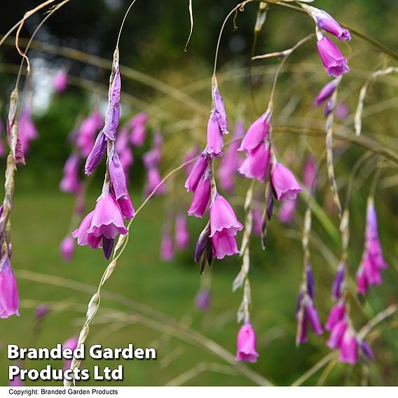 Dierama pulcherrimum