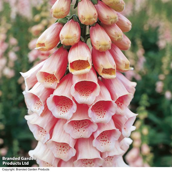 Foxglove 'Sutton's Apricot'