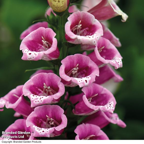 Foxglove 'Candy Mountain'