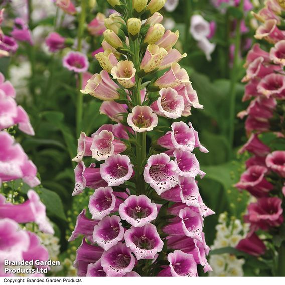 Foxglove 'Candy Mountain'