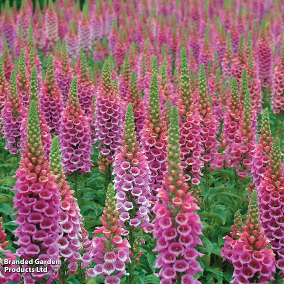 Foxglove 'Candy Mountain'