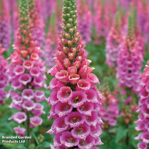 Foxglove 'Candy Mountain'