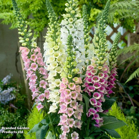 Digitalis 'Candy Mountain Mixed' - Seeds