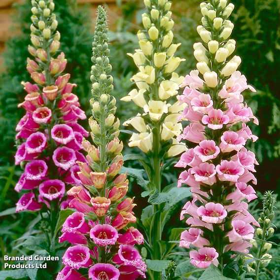 Digitalis 'Candy Mountain Mixed' - Seeds