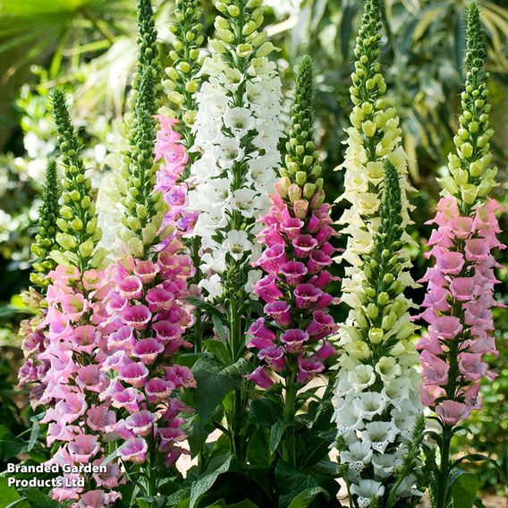 Digitalis 'Candy Mountain Mixed' - Seeds