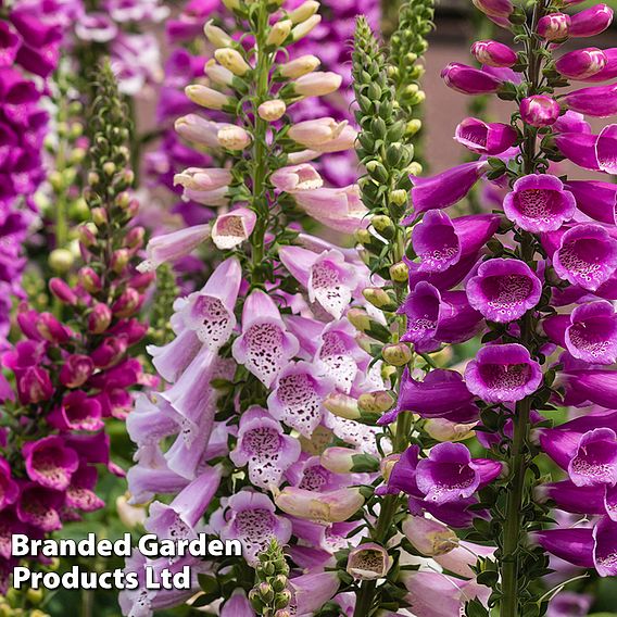 Best Value Bloom Perennial Collection