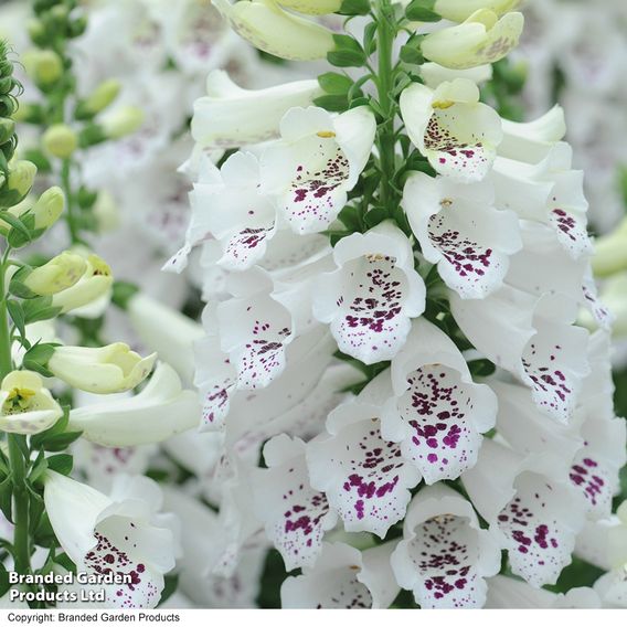 Foxglove 'Dalmatian White'