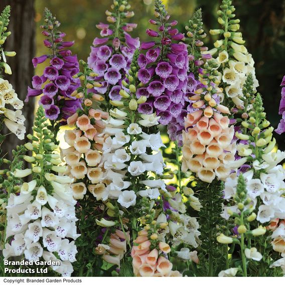 Foxglove Collection