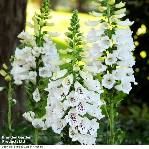 Chelsea Flower Show Plant Bundle
