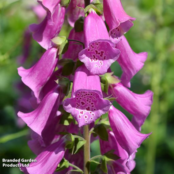 Digitalis 'Excelsior Strain' - Seeds