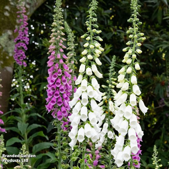 Digitalis 'Excelsior Strain' - Seeds