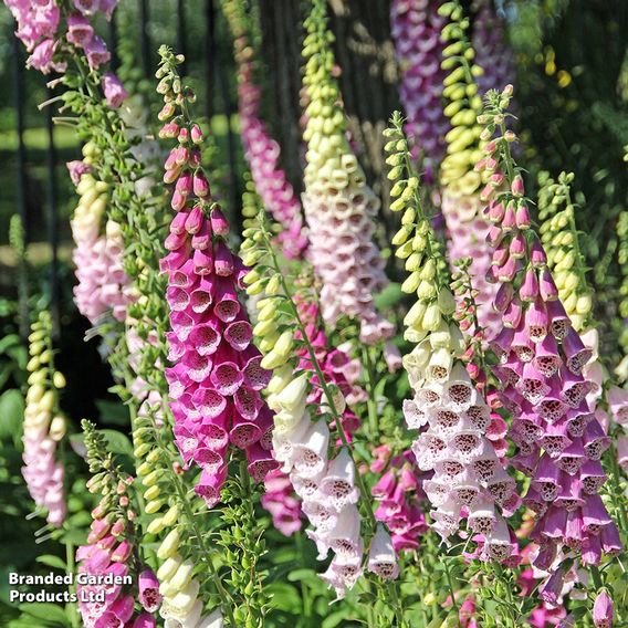 Digitalis 'Excelsior Strain' - Seeds