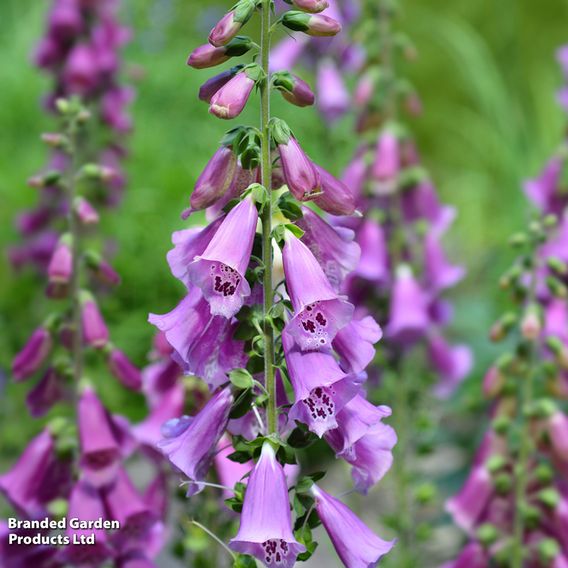 Digitalis 'Excelsior Strain' - Seeds
