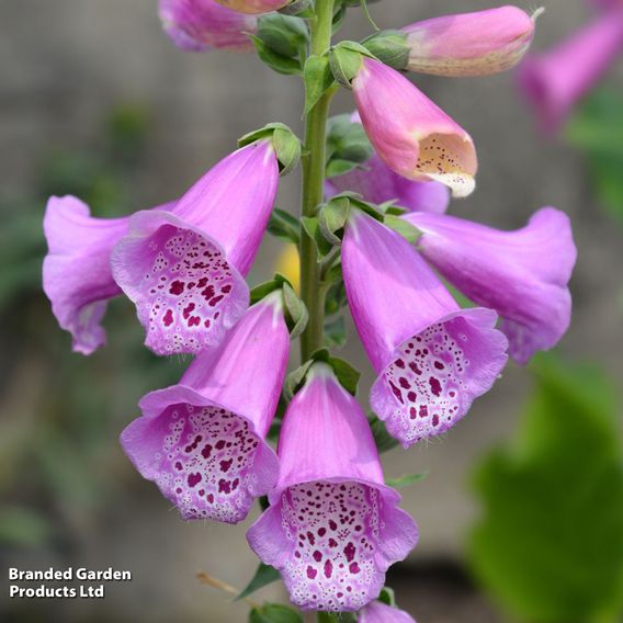 Digitalis 'Excelsior Strain' - Seeds