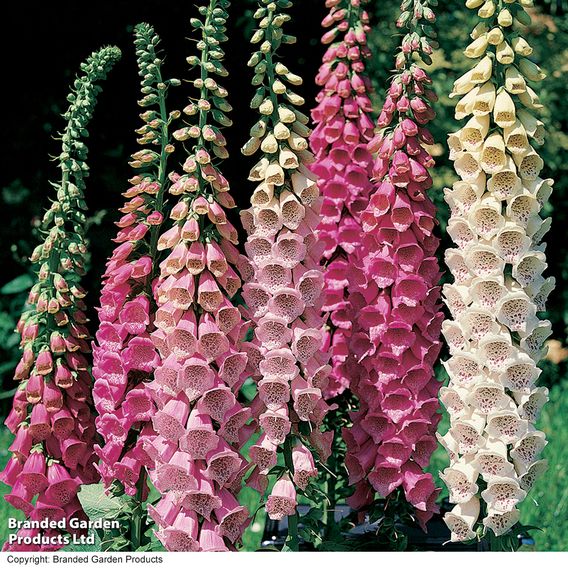 Digitalis 'Excelsior Strain' - Seeds