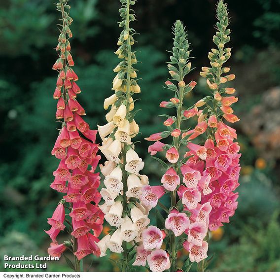 Digitalis 'Excelsior Strain' - Seeds