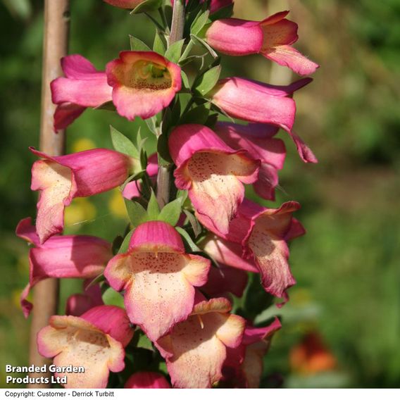 Foxglove 'Illumination Flame'