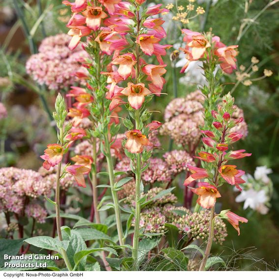 Foxglove 'Illumination Flame'