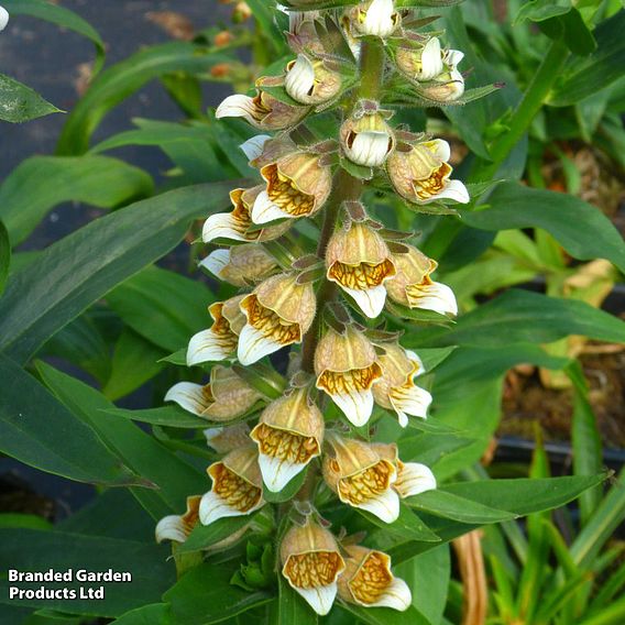 Foxglove lanata