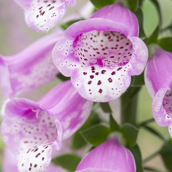 Foxglove 'Panther'