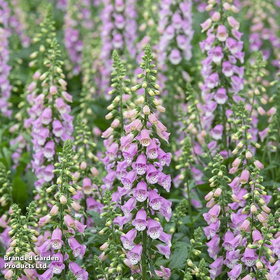 Foxglove Collection