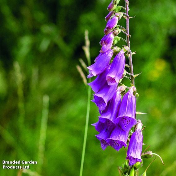 Foxglove Purpurea