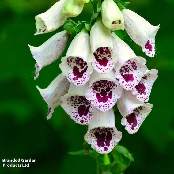 Foxglove Purpurea