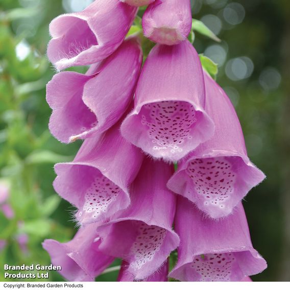 Foxglove Purpurea