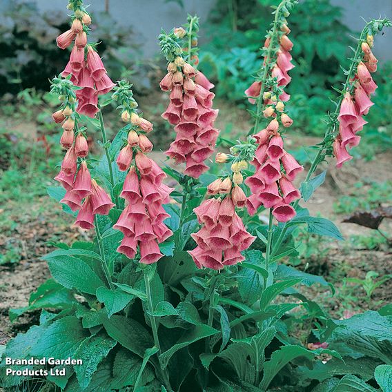Foxglove x mertonensis