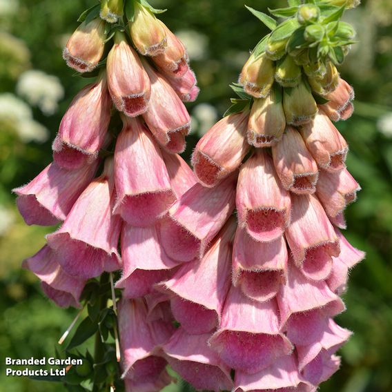 Foxglove 'Summer King'