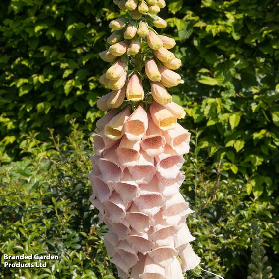Foxglove 'Sutton's Apricot'