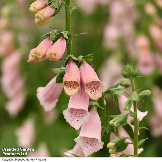 Foxglove 'Sutton's Apricot'