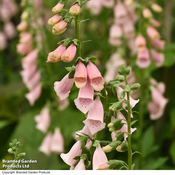 Foxglove 'Sutton's Apricot'