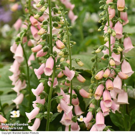 Foxglove 'Sutton's Apricot'