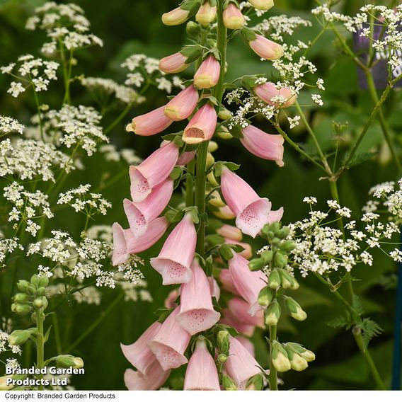 Foxglove 'Sutton's Apricot'