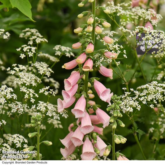 Foxglove 'Sutton's Apricot'