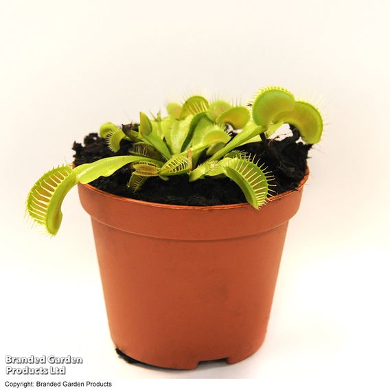 Dionaea Muscipula (Venus Fly Trap)