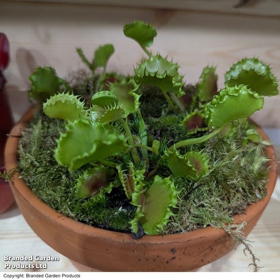 Dionaea 'Zipp'