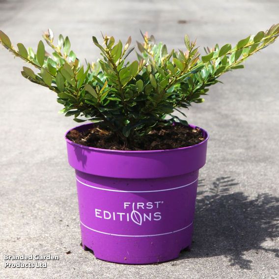 Distylium 'Coppertone'