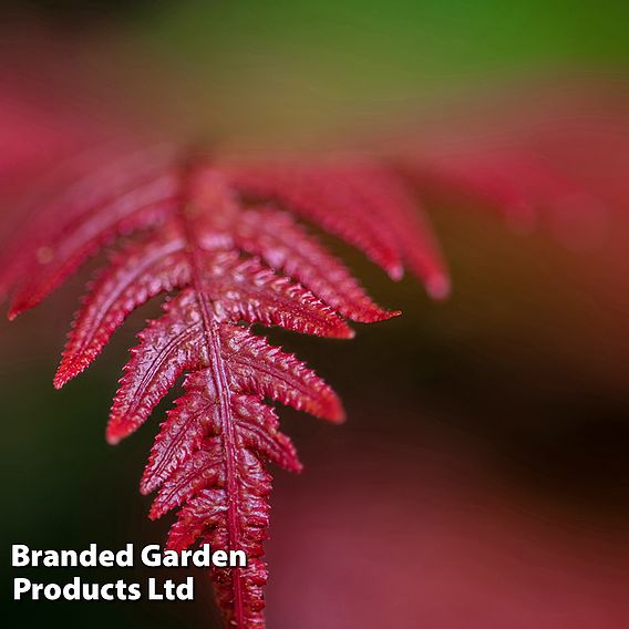 Doodia aspera 'Rough Ruby'