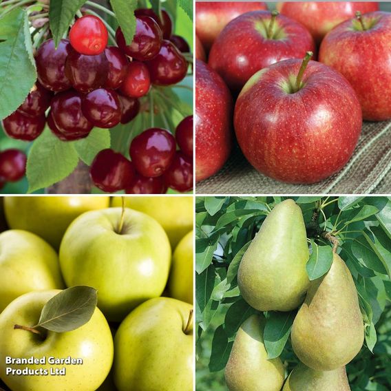 Dwarf Patio Fruit Tree Collection