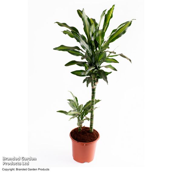 Dracaena fragrans 'Cintho'